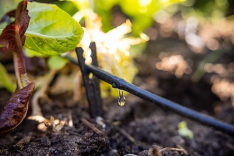 Drip irrigation