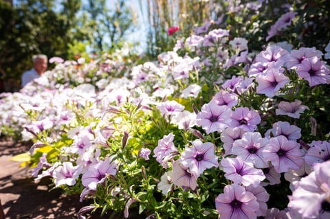 annual flowers