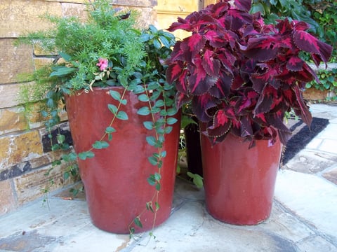 Bernal pots 003