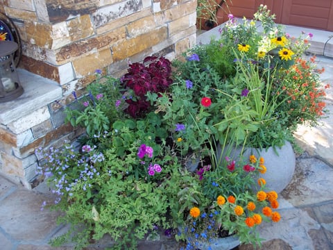 Bernal pots 012