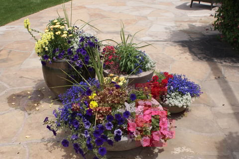 annuals pots