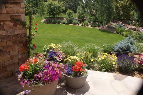 pots annuals