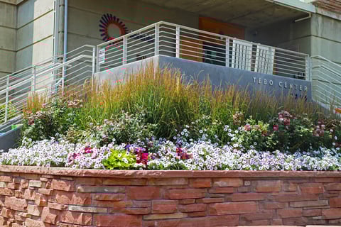annuals 