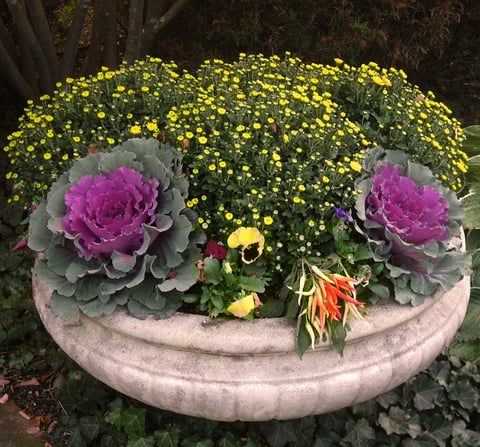 Concrete-Crusher-planter-Kale