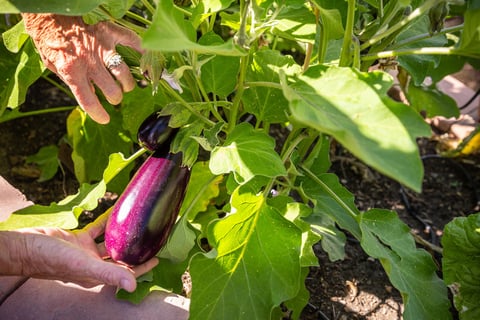 garden