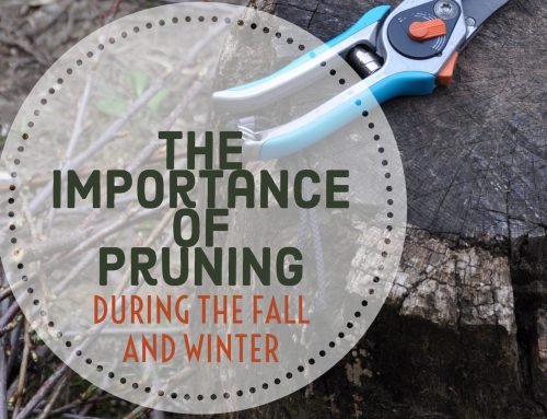 Why It’s Important to Prune During the Fall and Winter